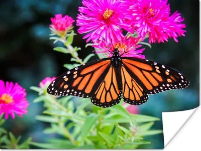 Produktbild von MuchoWow® Poster Schmetterling - Botanisch - Blume 120x90 cm - Wandbild