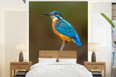Produktbild von MuchoWow® Fototapete für Wohnzimmer oder Schlafzimmer Wandtapete Vinyl Motivtapete Eisvogel - Tiere - Nahaufnahme - 190x260 cm - Papiertapete