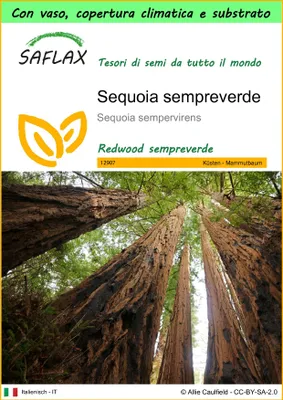 Immagine prodotto di SAFLAX Garden to go - Sequoia sempreverde - 50 semi - Sequoia