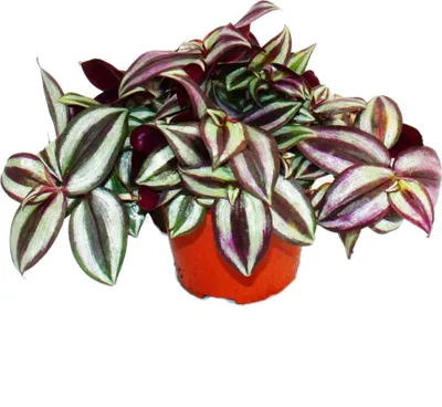Zdjęcie produktu dla Egzotyczne serce - Three-master flower - Tradescantia zebrina - latwa w pielegnacji wiszaca roslina doniczkowa - doniczka 12 cm
