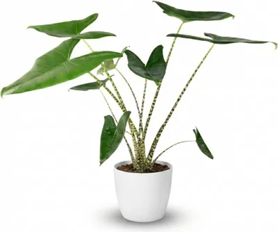 Produktbild von Alocasia Zebrina Elefantenohr Zimmerpflanze 70-75cm – 21cm inkl weißem Übertopf – Zebra-Stiele & große herzförmige Blätter – tropische Grünpflanze pflegeleicht für Wohnung & Büro