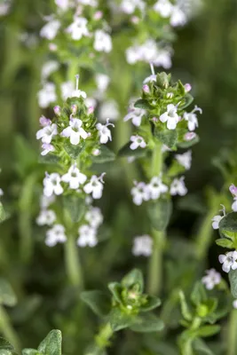 A close-up view of small white flowers and green leaves of a plant.