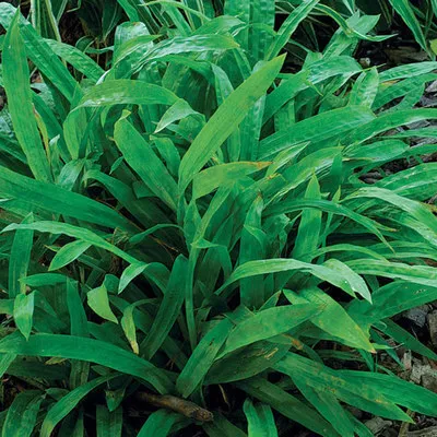 Obrázok produktu pre 6 x Carex plantaginea - Ostrica širokolistá - Kvetináč 9 x 9 cm