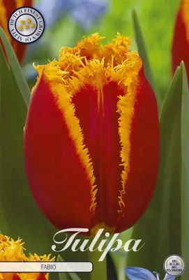 Artikelbild 2 von 'Tulpe Fabio (7 Stück)' aus der Kategorie Tulpenzwiebeln