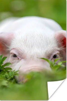 Produktbild von MuchoWow® Poster Schwein - Tiere - Groß 20x30 cm - Papierdruck