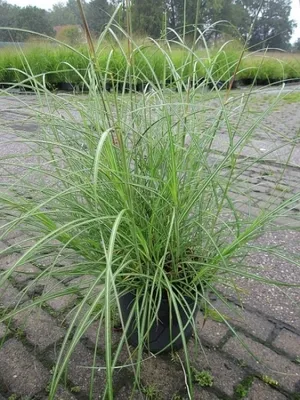 Produktbild von Miscanthus sinensis Hermann Müssel - China-Schilf Hermann Müssel