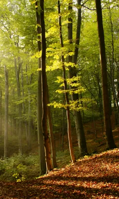 Produktbild von Fototapete - Forest 150x250cm - Vliestapete