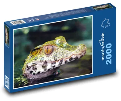 Obrázek produktu pro martinpuzzle - Puzzle 2000 - Kajman - krokodýl