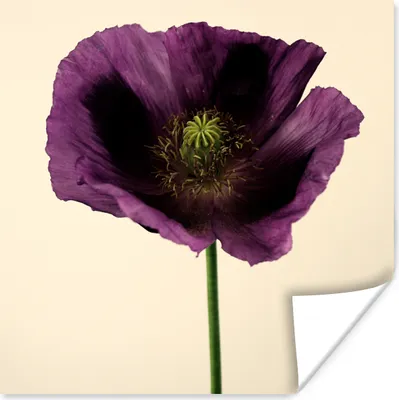 Produktbild von MuchoWow® Poster Nahaufnahme eines violetten Mohns 50x50 cm - Wohnzimmerdekoration