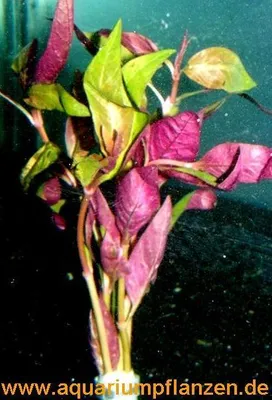 Produktbild von 1 Bund Alternanthera bettzickiana, Papageienblatt
