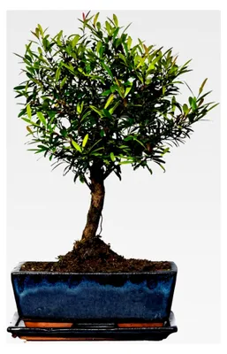 Produktbild von Syzygium Bonsai (ca. 8 bis 10 Jahre)
