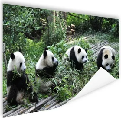 Produktbild von MuchoWow® Poster Panda - Natur - Bambus 180x120 cm - Fotoplakat