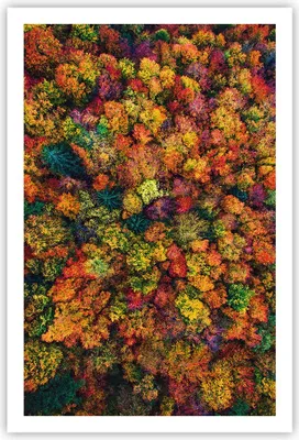 Produktbild von Poster - Poster ohne Rahmen - Herbst Perspektive Vogel - 61x91,5 cm - Wand Bild - Wanddeko - Wandbilder - Kunstposter - Wandposter - Bilder - Kunstdruck - Wanddekoration - Wandbild - P2XPA61x91-4478