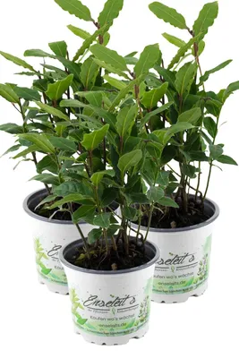 Produktbild von Enseleits 3er Set Lorbeer Pflanze , Gewürzlorbeer aus Nachhaltigem Anbau, frische Kräuter Pflanze 9cm Topf