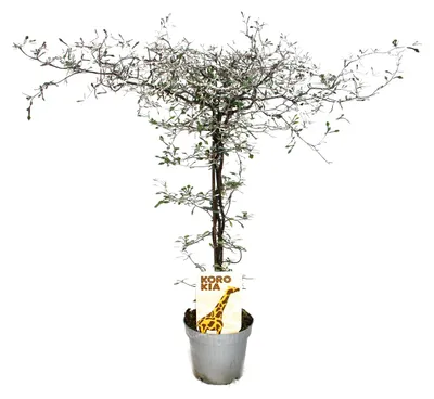 Produktbild von Corokia cotoneaster - Zick-Zack-Strauch - Schnurbaum