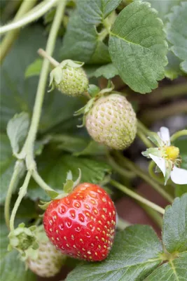 Produktbild von Erdbeere 'Rosana' - Fragaria x ananassa, Erdbeerpflanze im Topf 11 cm - 11 cm