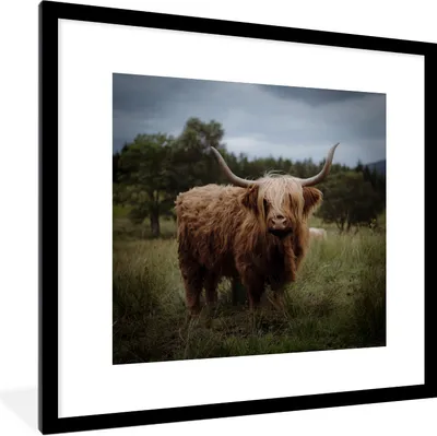 Produktbild von MuchoWow® Gerahmtes Poster Schottischer Highlander - Tiere - Kuh 40x40 cm - Poster mit Schwarzem Bilderrahmen Wandposter Rahmen Foto Bilder - Poster - Plakat im Rahmen