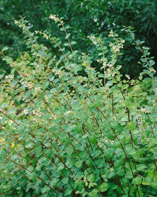 Produktbild von Symphoricarpos doorenbosii 'Amethyst', Purpurbeere, 80–100 cm
