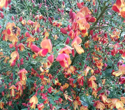 Immagine prodotto di Ginestra Cytisus scoparius 'Lena' Ginestra 40-60 cm