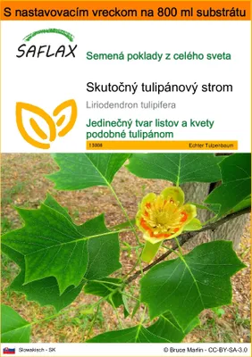 Obrázok produktu pre SAFLAX Garden in the bag - Skutočný tulipánový strom - Liriodendron tulipifera - 20 Semená - S pestovateľským substrátom v praktickom samostaviteľnom vrecku