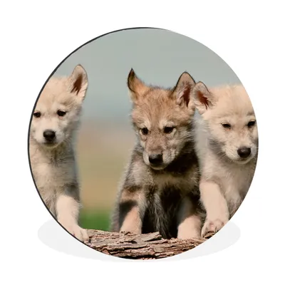 Produktbild von MuchoWow® Aluminium Wandkreis Wolf - Kind - Holz Ø 60 cm Wanddeko Modern Wohnzimmer - Wand Kreis - Wandbild - Schlafzimmer - Aluminium Bild - Kinderzimmer - Wohnzimmer Dekoration - Wandschmuck