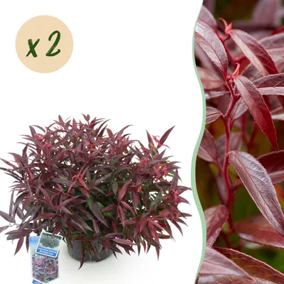 Zdjęcie produktu dla Leucothoe Burning Love - czerwony - 2 rośliny - zimozielony - niskie koszty utrzymania - 35-45cm - Ø17cm - Roślina ogrodowa