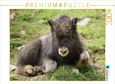 Produktbild von CALVENDO Puzzle Moschusochse 2000 Teile Puzzle quer | 2000 Teile Lege-Größe 90x67cm Foto-Puzzle für glückliche Stunden