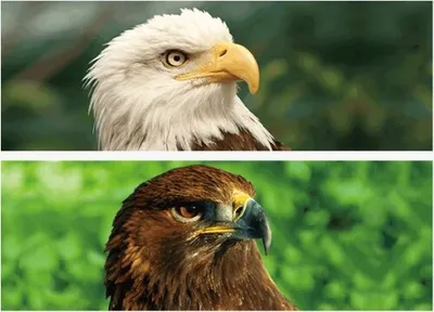 Produktbild von 3D-Lesezeichen - Adler - 15,5 cm