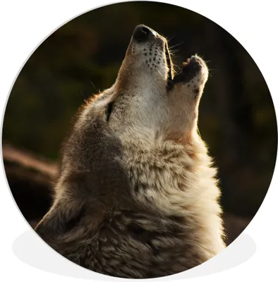 Produktbild von MuchoWow® Rundes Wandbild - Runde Bilder Wolf - Grau - Tiere Ø 60 cm Kreis Wanddekoration Kunststoff - Wandkreis - Wandschmuck - Wand Kreis - Das Schlafzimmer - Die Bilder - Wandmalerei - Kunst für das Haus - das Plastik
