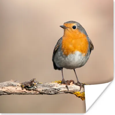 Produktbild von MuchoWow® Poster Rotkehlchen - Vogel - Zweig - Tiere 75x75 cm - Wand Dekoration
