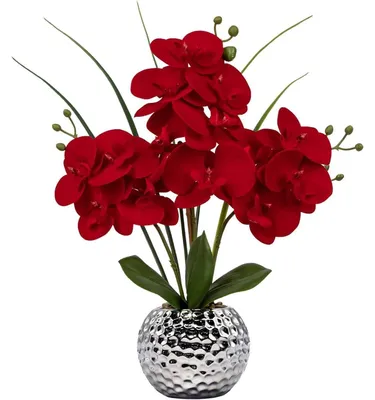 Obrázek produktu pro Orchidej Phalaenopsis v keramické nádobě, červená, výška 49 cm