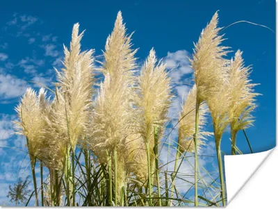 Produktbild von MuchoWow® Poster Pampasgras - Pflanze - Natur 120x90 cm - Wandbild