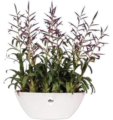 Produktbild von Pflanzschale Elho Brussels Kunststoff Ø 36 cm H 13 cm weiß