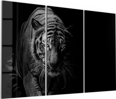 Produktbild von DEQORI Glasbild Echtglas 3x50x100 cm 'Tiger auf der Pirsch' Wandbilder XXL groß