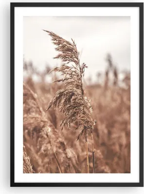 Produktbild von Gerahmtes Poster - Schwarzer Rahmen - Zuckerrohr Wiese Boho - 50x70 cm - Wand Bild - Wanddeko - Wandbilder - Kunstposter - Wandposter - Bilderrahmen - Bilder - Kunstdruck - P2BPA50x70-4709