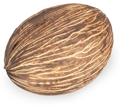 Produktbild von Mintola Ball natur 8-12cm Cerbera odollam Dekofrucht Schalen Deko Floristik
