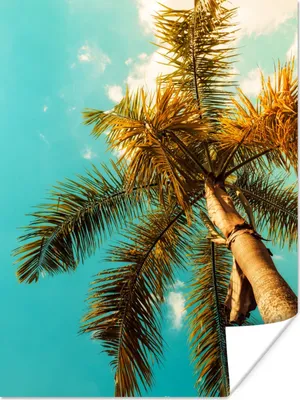 Produktbild von MuchoWow® Poster Palme - Sommer - Tropisch 90x120 cm - Wohnzimmer