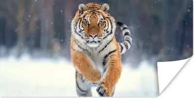 Produktbild von MuchoWow® Poster Tiger - Landschaft - Schnee - Tiere 120x60 cm - Bild