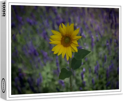 Produktbild von raxxa Premium-Puzzle "Sonnenblume", 1000 Teile