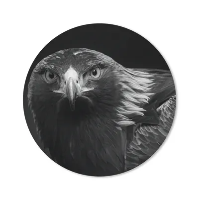 Produktbild von MuchoWow® Mauspad Mousepad Bussard - Vogel - Tiere - Schwarz - Weiß 40x40 cm - Mousepads - Maus Mat - Pad - Mausunterlage - Schreibtisch Accessoires