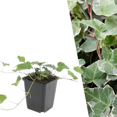 Produktbild von Hedera Helix, Gletscher-Efeu, Pflanze, Durchmesser 9 cm (48 Stück)
