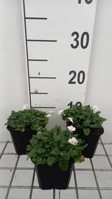 Immagine prodotto di 6 x Erodium rich. 'Album' - Cranesbill - Vaso 9 x 9 cm