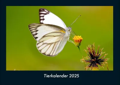 Produktbild von Tierkalender 2025 Fotokalender DIN A4