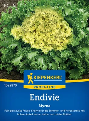 Artikelbild 2 von 'Endivien Myrna' aus der Kategorie Endiviensalatsamen