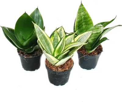 Productafbeelding van JUNAVERA Sansevieria trifasciata (Dracaena trifasciata) mix | verschillende kleuren | per stuk | 6 cm pot | 20 cm hoog