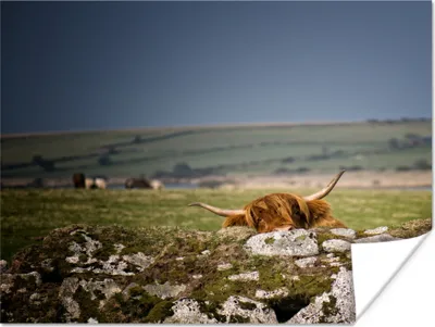 Produktbild von MuchoWow® Poster Schottische Hochlandrind - Steine - Gras 160x120 cm - Foto Plakat