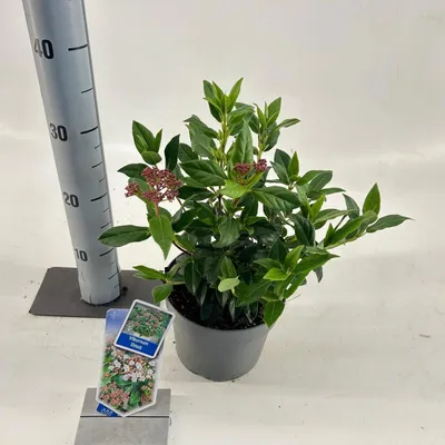 Image de Viburnum tinus - Viorne laurier | 30-35 cm en pot