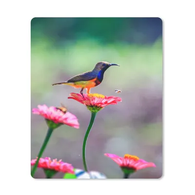 Produktbild von MuchoWow® Mauspad Mousepad Nahaufnahme eines Kolibris auf rosa Blüten 30x40 cm - Mousepads - Maus Mat - Pad - Mausunterlage - Mausmatten