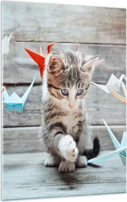 Produktbild von Bilder auf glas - Einteilig - Katze spaß origami - 50x70cm - Glasbilder - Wandbilder - Bilder - zum Aufhängen bereit - Wanddekoration aus Glas - Glas Bilder - Wandbild auf Glas - GPA50x70-2818