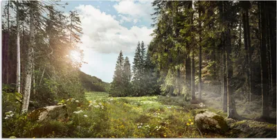 Produktbild von MuchoWow® Poster Wald - Blumen - Gras 40x20 cm - Poster für die Wand - Poster Schlafzimmer